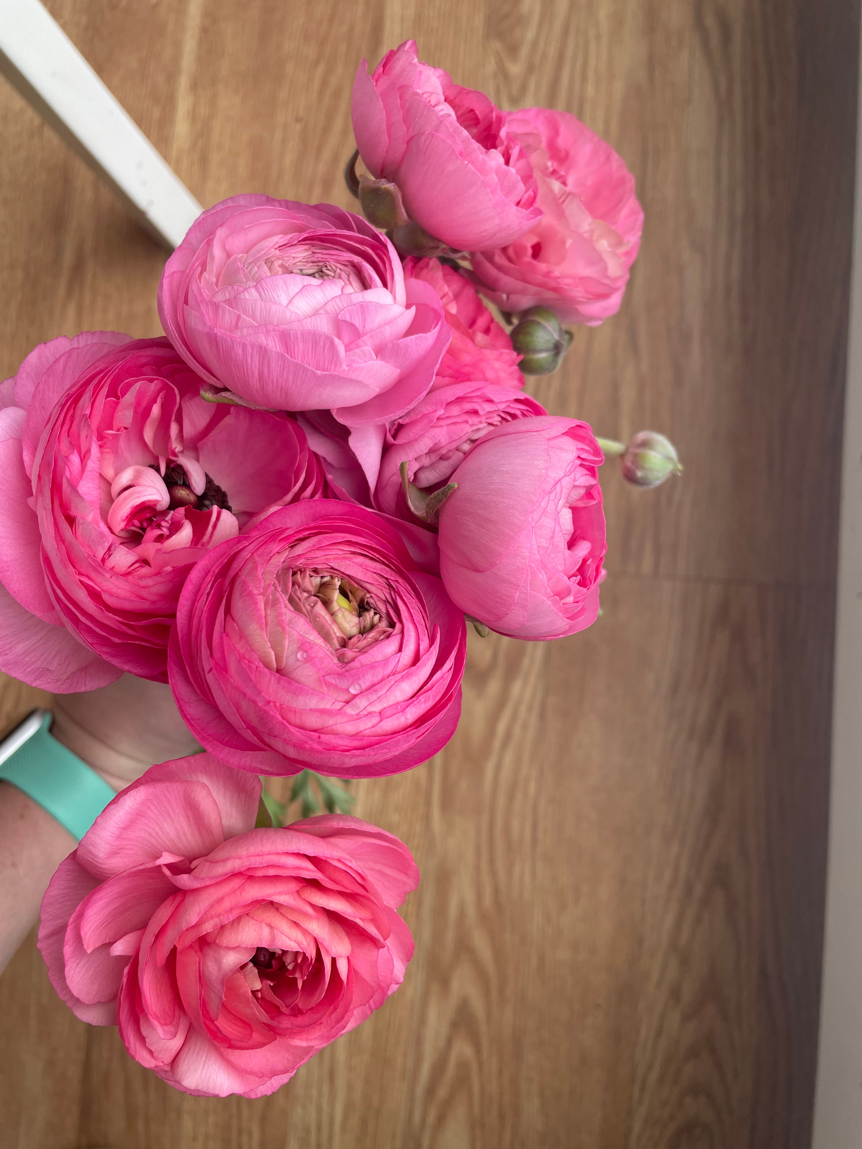 Ranunculus- 10 Corms (Amandine) - Fall Shipping