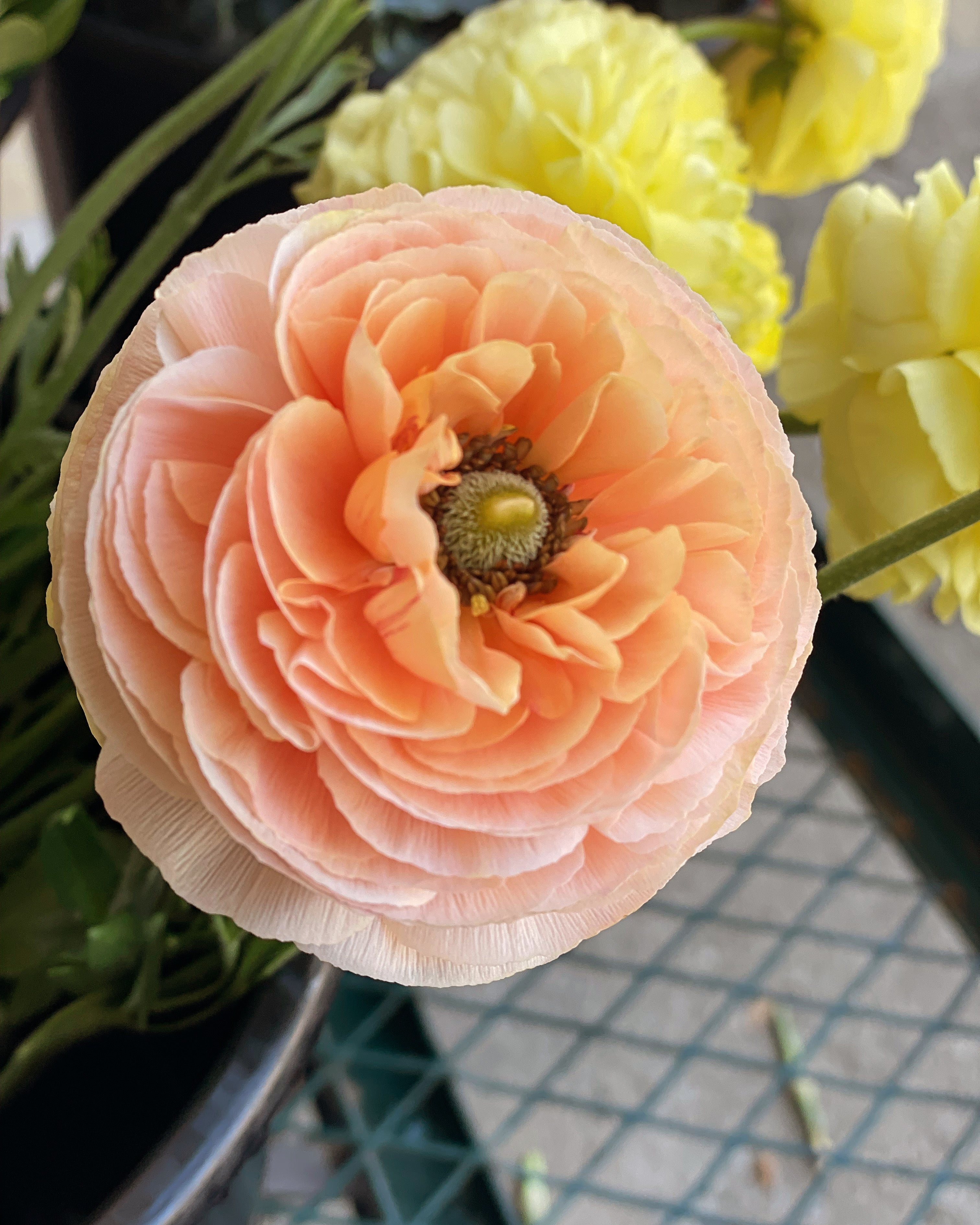 Ranunculus- 10 Corms (Amandine) - Fall Shipping