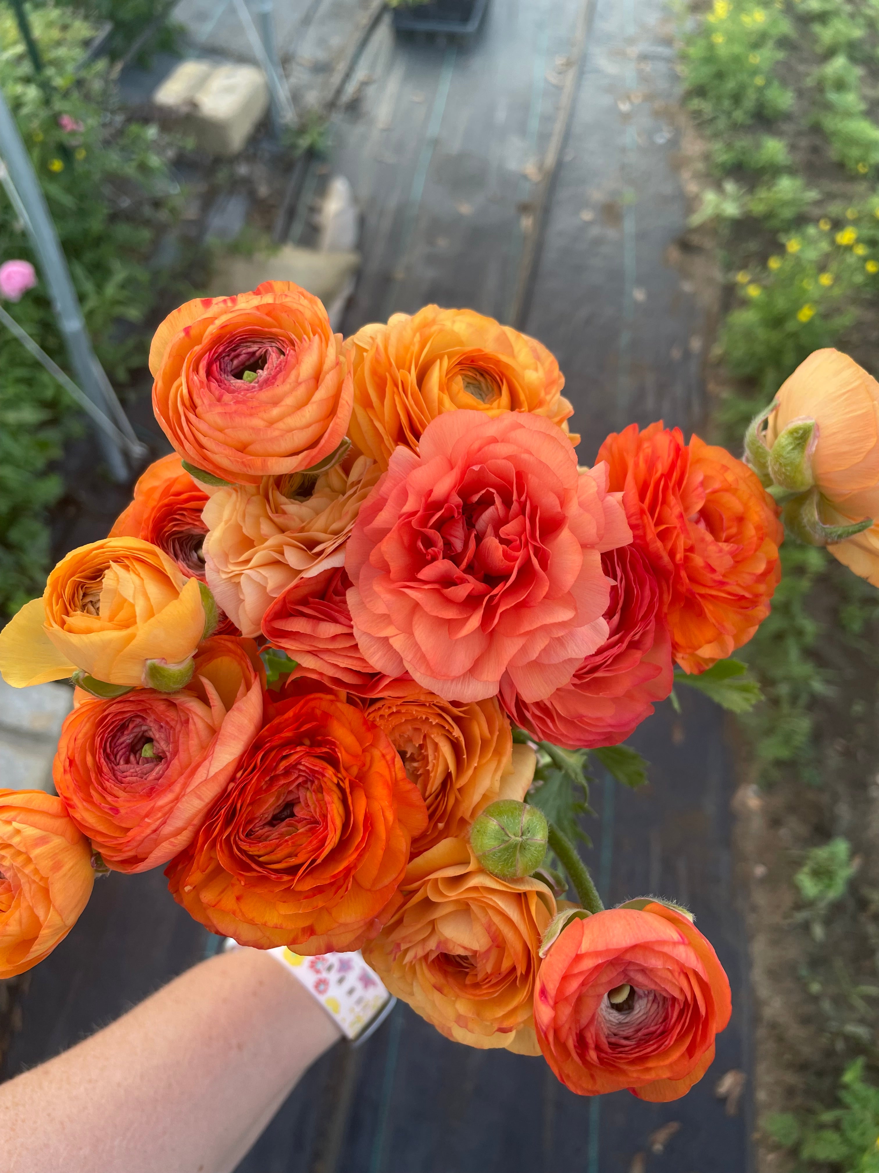 Ranunculus- 10 Corms (Amandine) - Fall Shipping