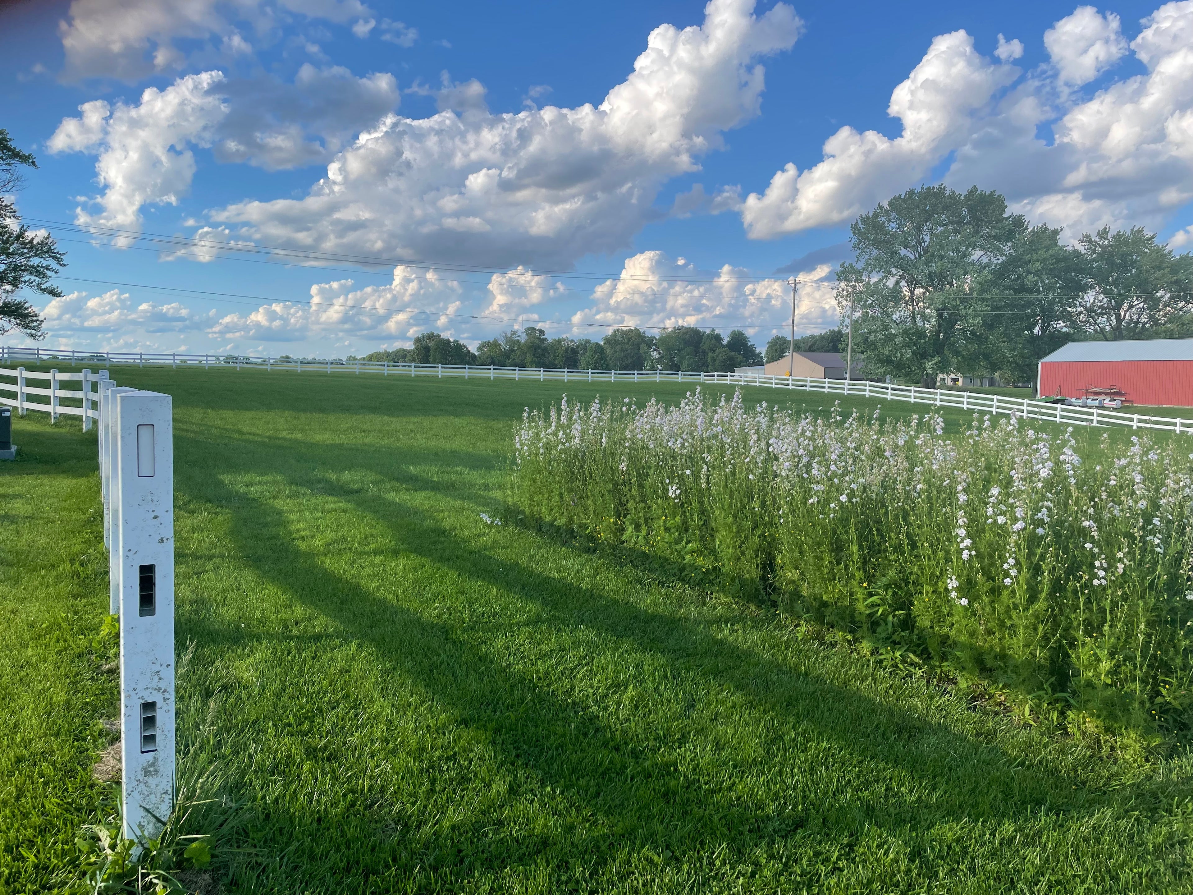 Photography Sessions in the Flower Field! 1 HOUR time slots.