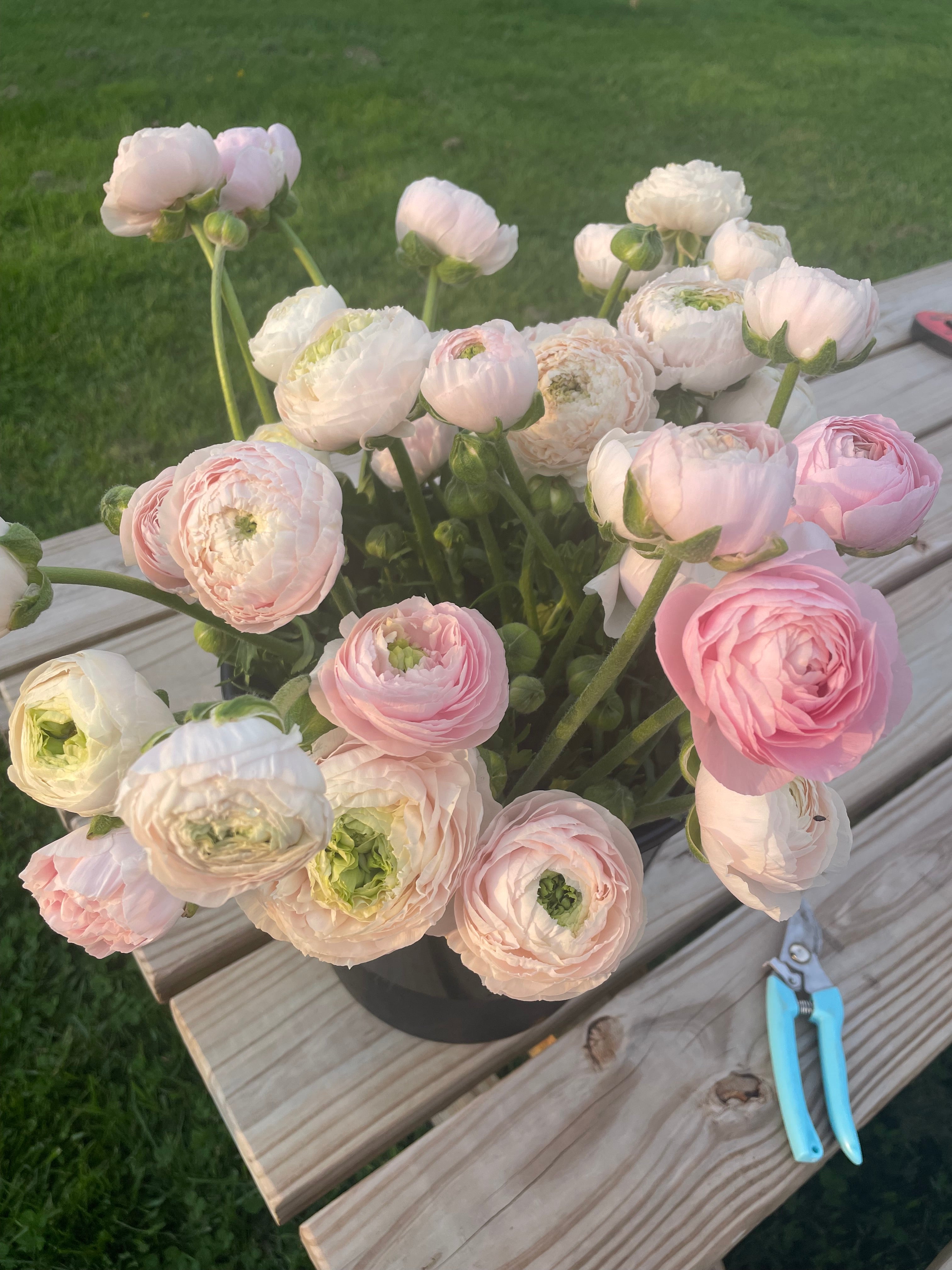 Ranunculus- 10 Corms (Amandine) - Fall Shipping