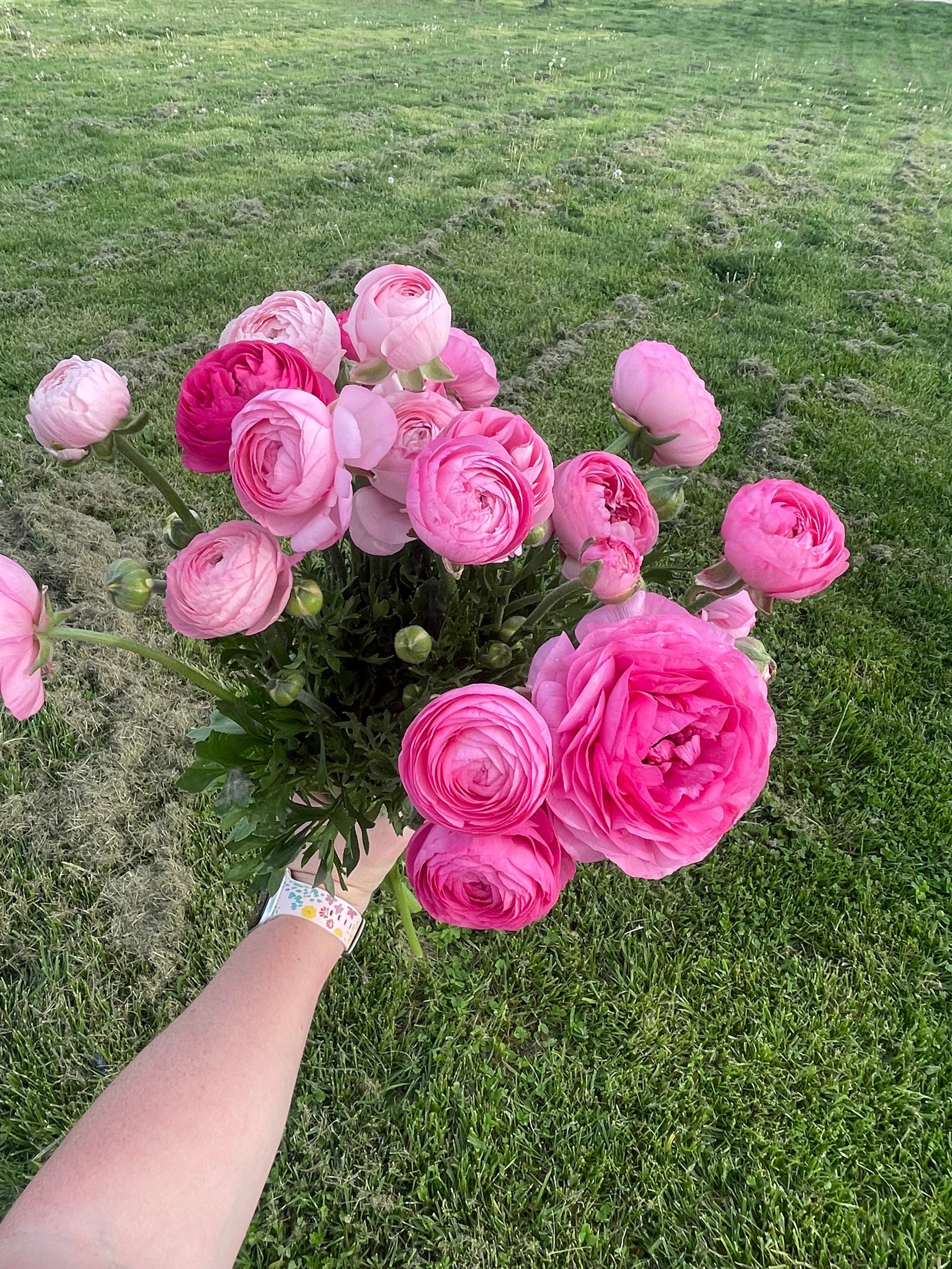 Ranunculus- 10 Corms (Amandine) - Fall Shipping