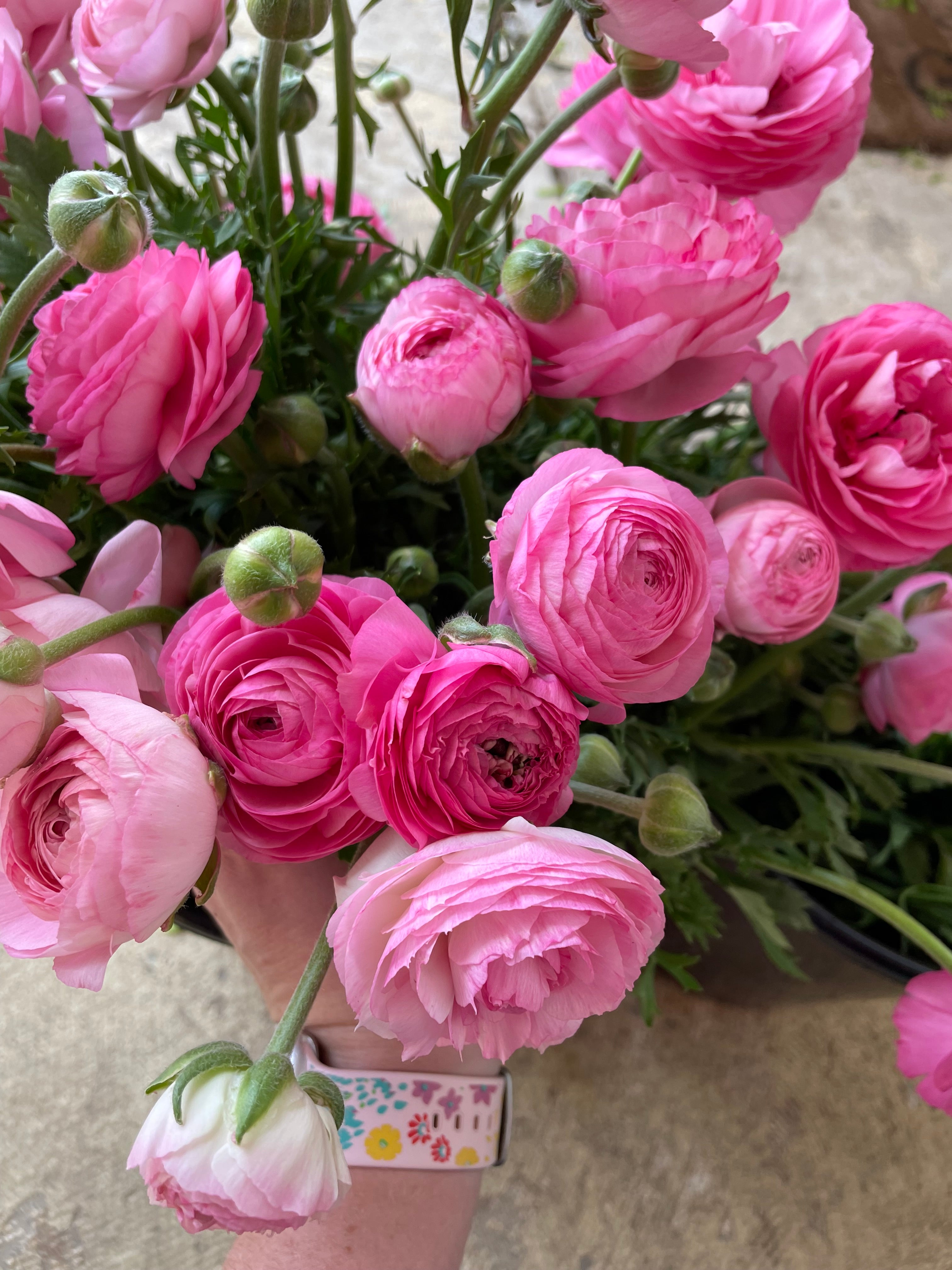 Ranunculus- 10 Corms (Amandine) - Fall Shipping