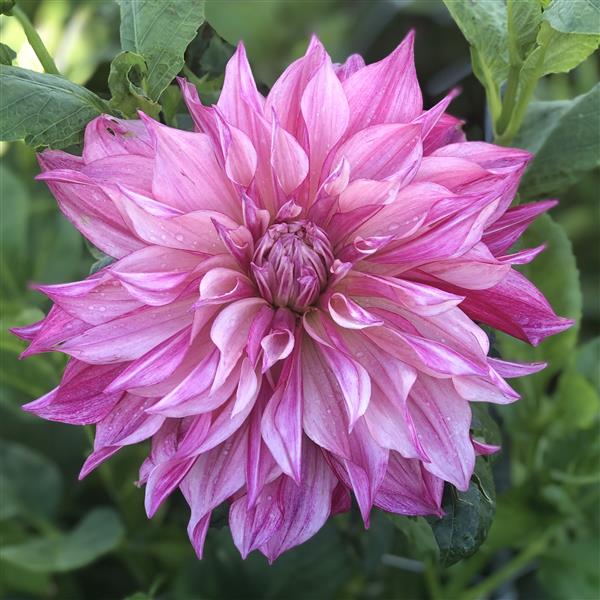 Cafe Au Lait Royal Dahlia Tuber Clump- Dinner Plate Type
