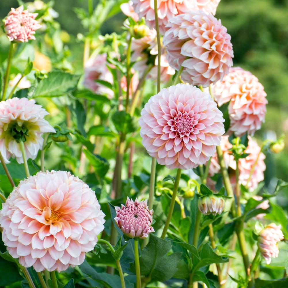 Peaches Dahlia Tuber Clump- Deco Type