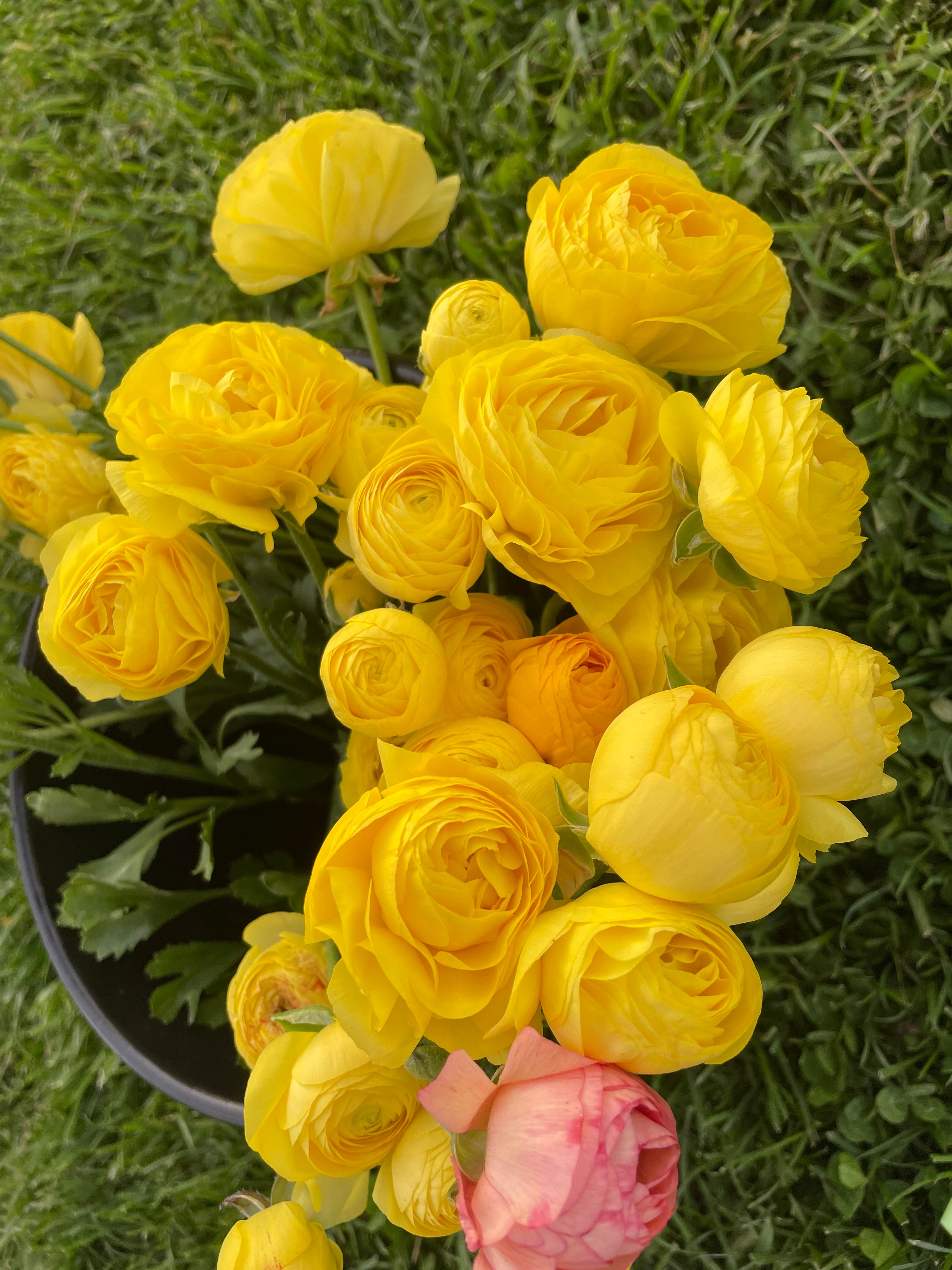 Ranunculus- 10 Corms (Amandine) - Fall Shipping