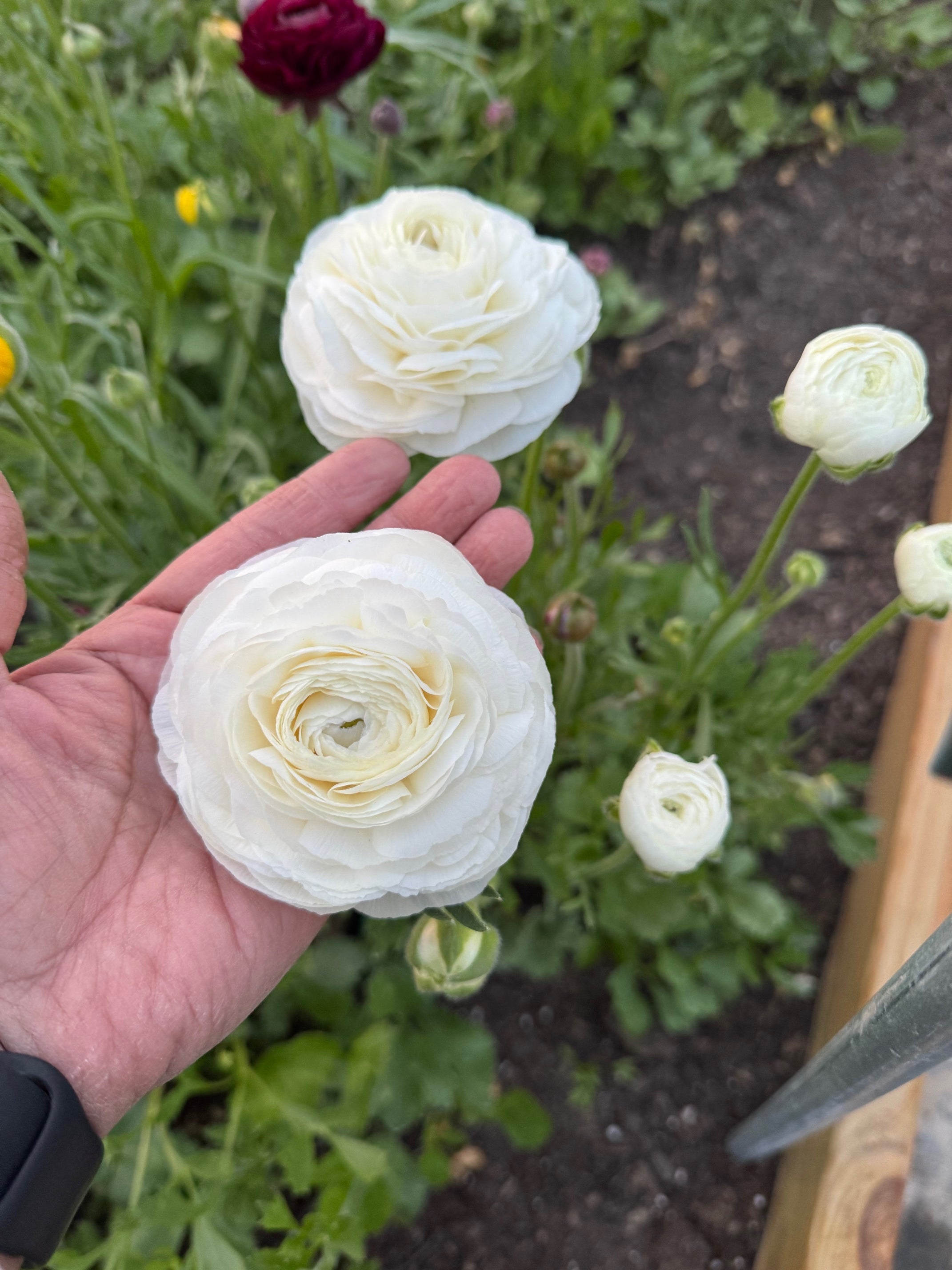 Ranunculus- 10 Corms (Amandine) - Fall Shipping