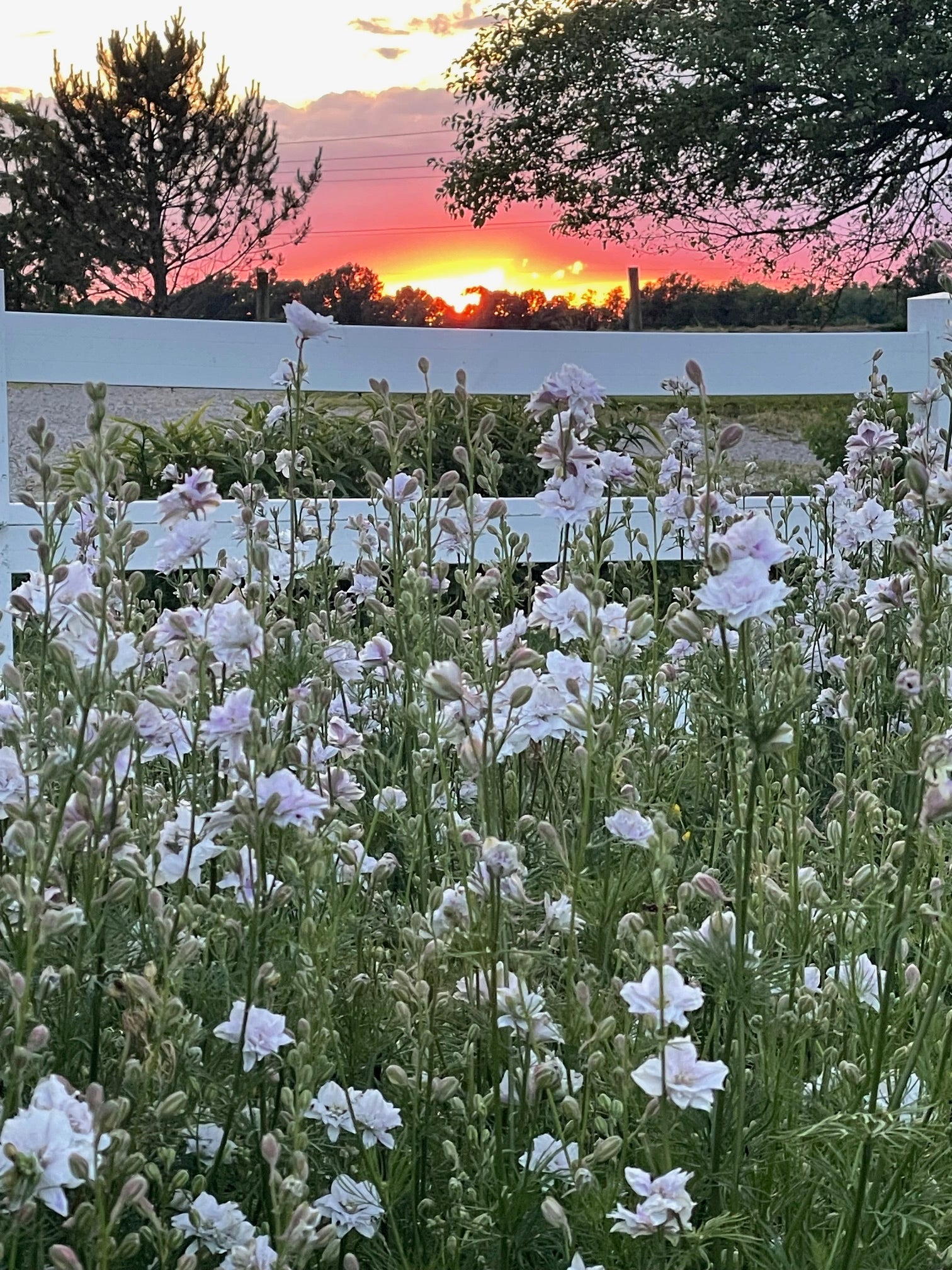 Photography Sessions in the Flower Field! 1 HOUR time slots.