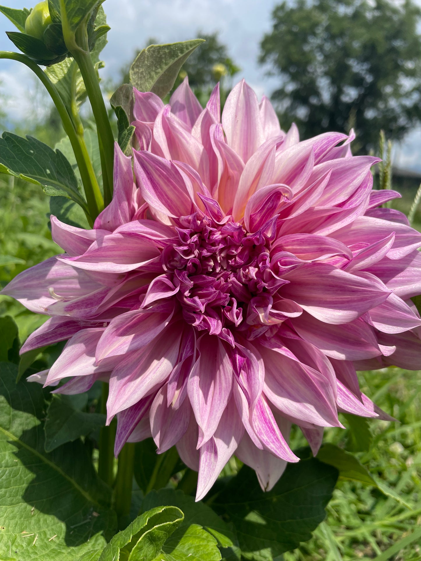 Cafe Au Lait Royal Dahlia Tuber Clump- Dinner Plate Type