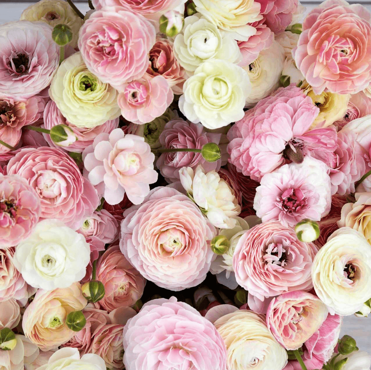 Ranunculus- 10 Corms (Amandine) - Fall Shipping