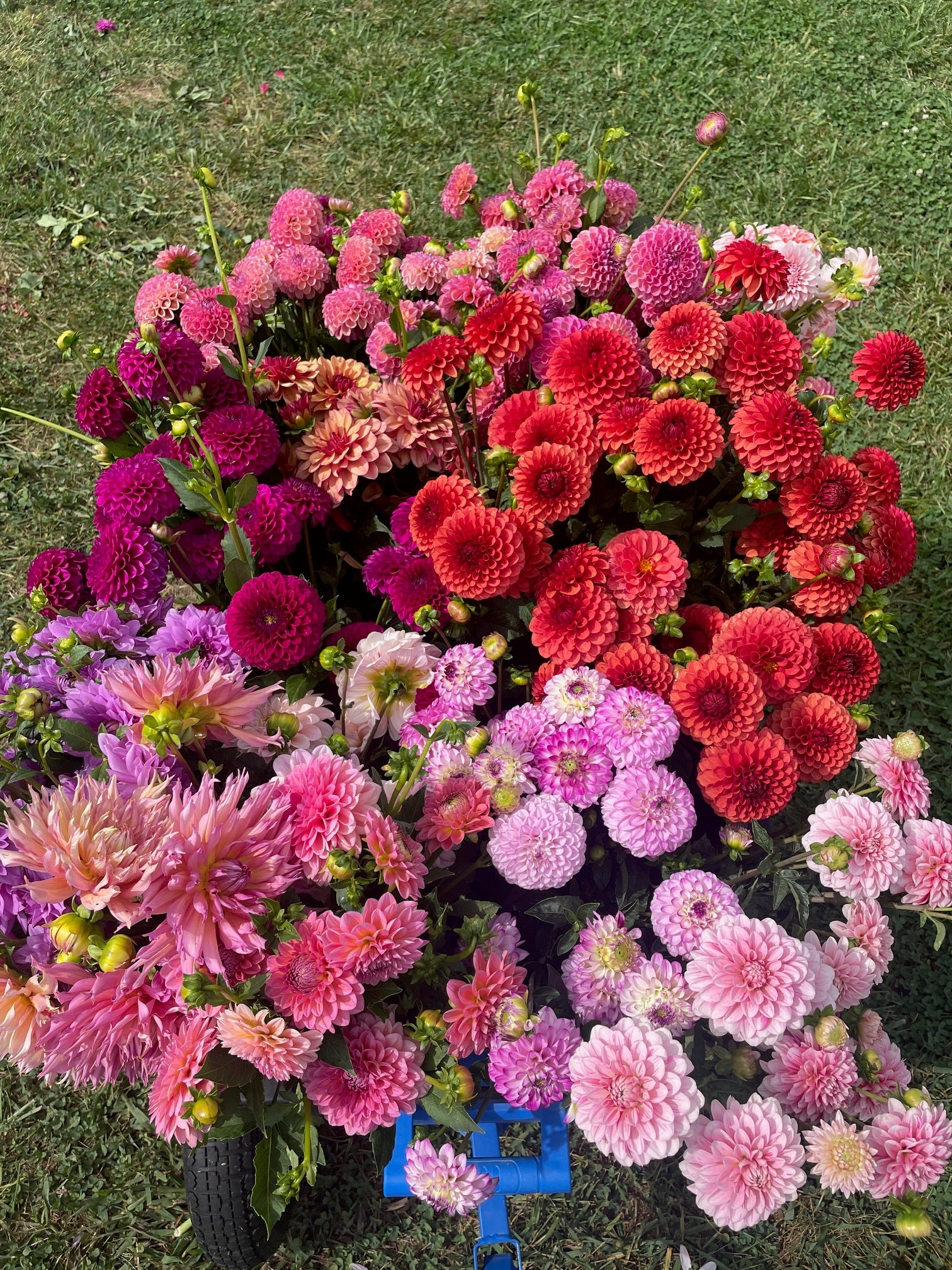 Broken Maple Farm- Flower Farm in Trafalgar Indiana, Weddings, Nursery