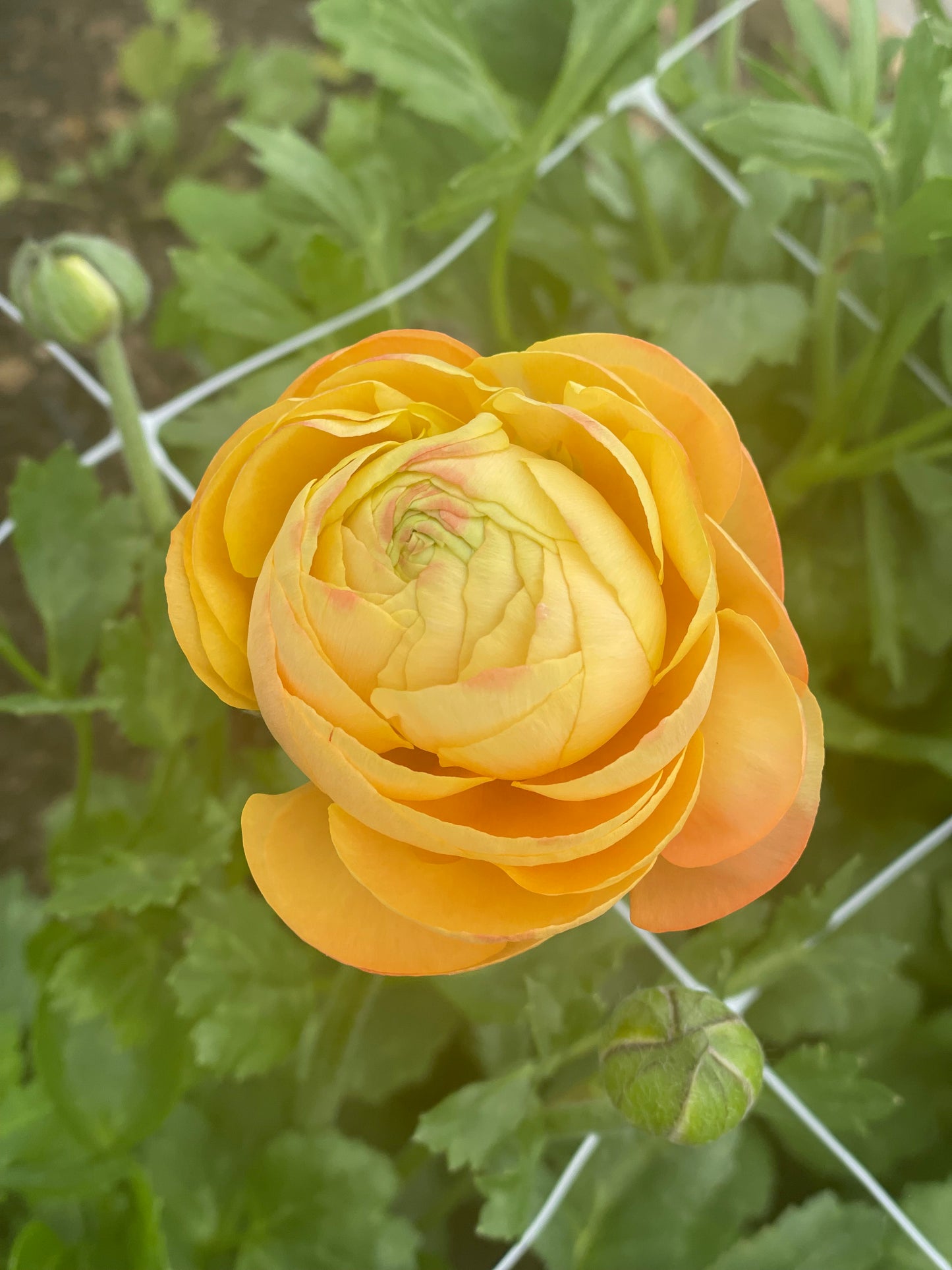 Ranunculus Corms Sale- Ships in Fall. (Packs of 20)