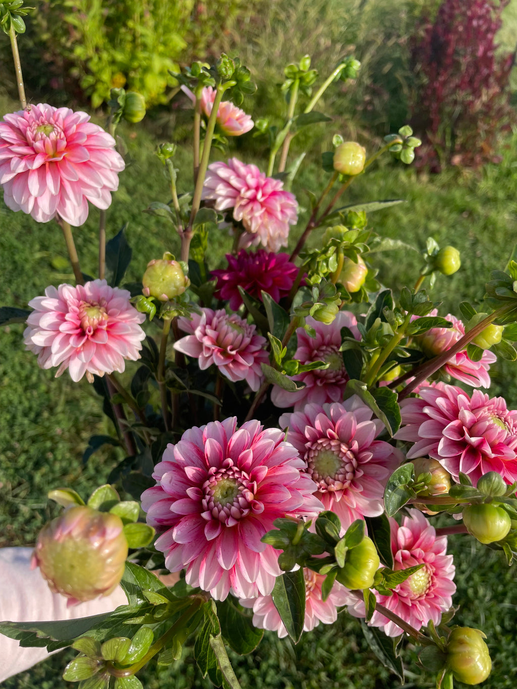 Strawberry Cream