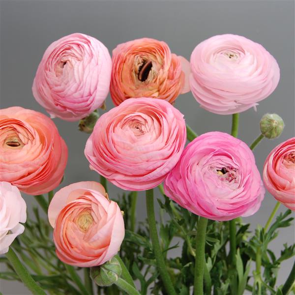 Ranunculus Corms Sale- Ships in Fall. (Packs of 20)