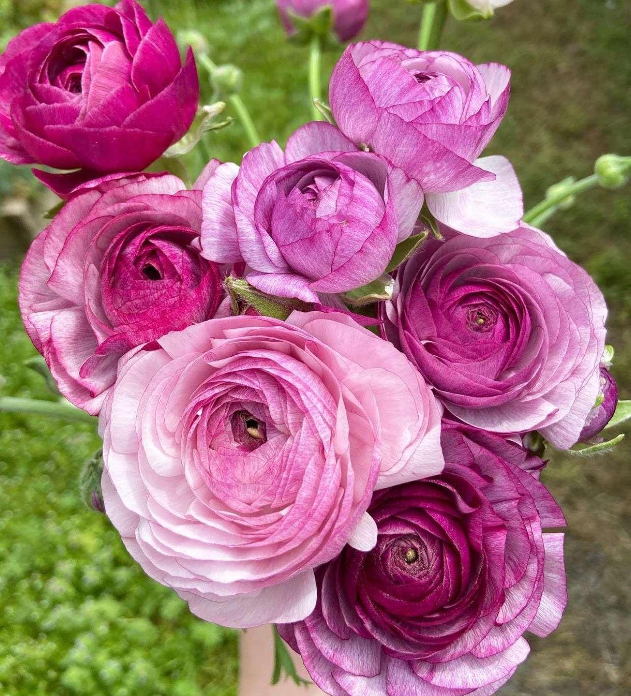 Ranunculus- 10 Corms (Amandine) - Fall Shipping
