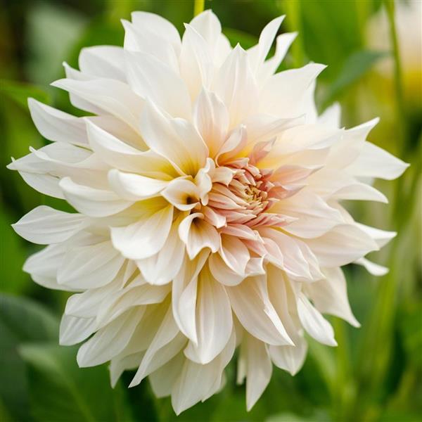 Cafe Au Lait Dahlia Tuber Clump- Dinner Plate Type