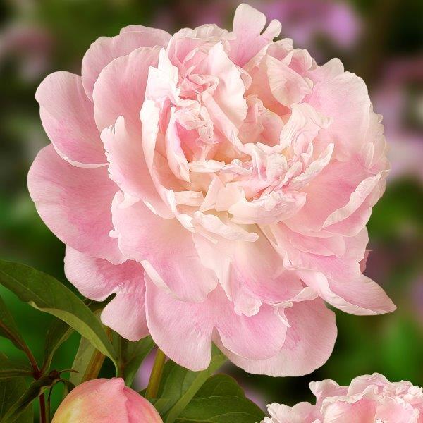 Peony Root Pre-Sale- Late October 2024 Pick Up or Shipping