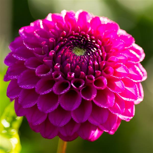 Cryfield Harmony Dahlia Tuber Clump- Deco / Ball Type