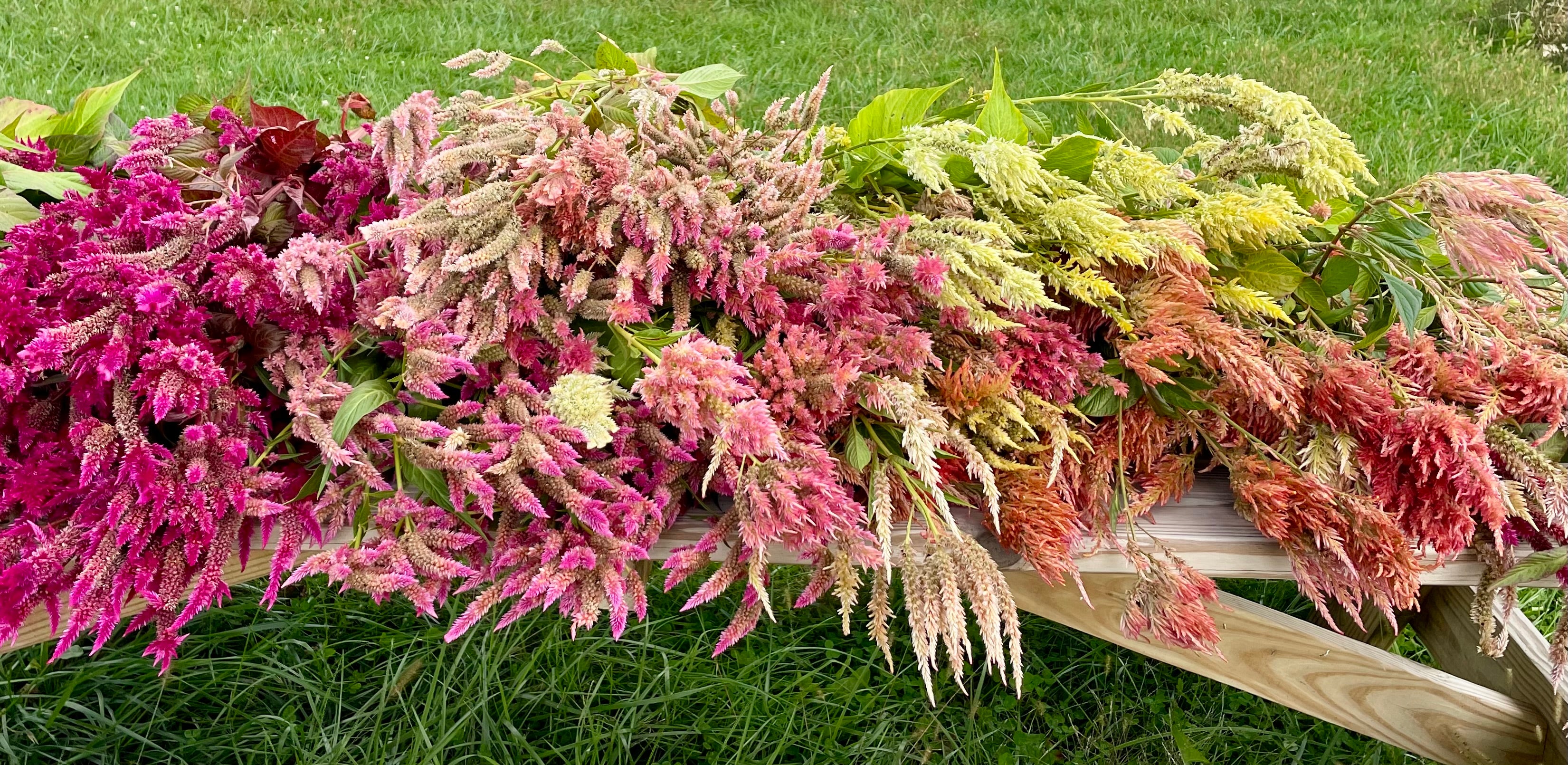 Celosia Seeds- Plume Mix -500 seeds