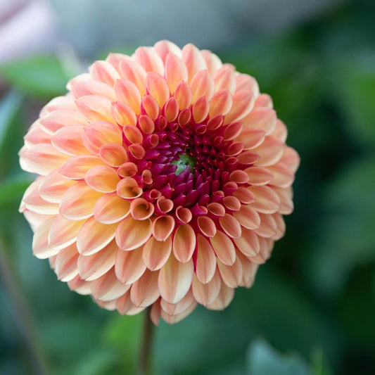 Bonanza Dahlia Tuber Clump- Ball Type