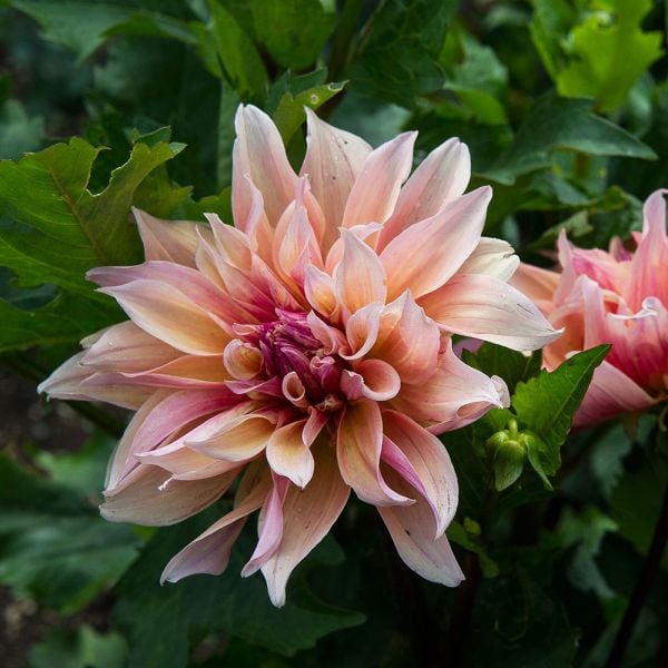 Labyrinth Dahlia Tuber Clump- Dinner Plate Type