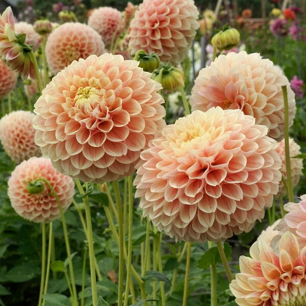 Sweet Suzanne Dahlia Tuber Clump- Ball Type