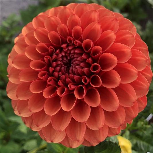 Brown Sugar Dahlia Tuber Clump- Deco / Ball Type