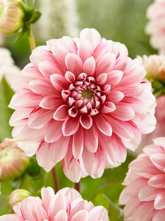 Strawberry Cream Dahlia Tuber Clump- Deco Type