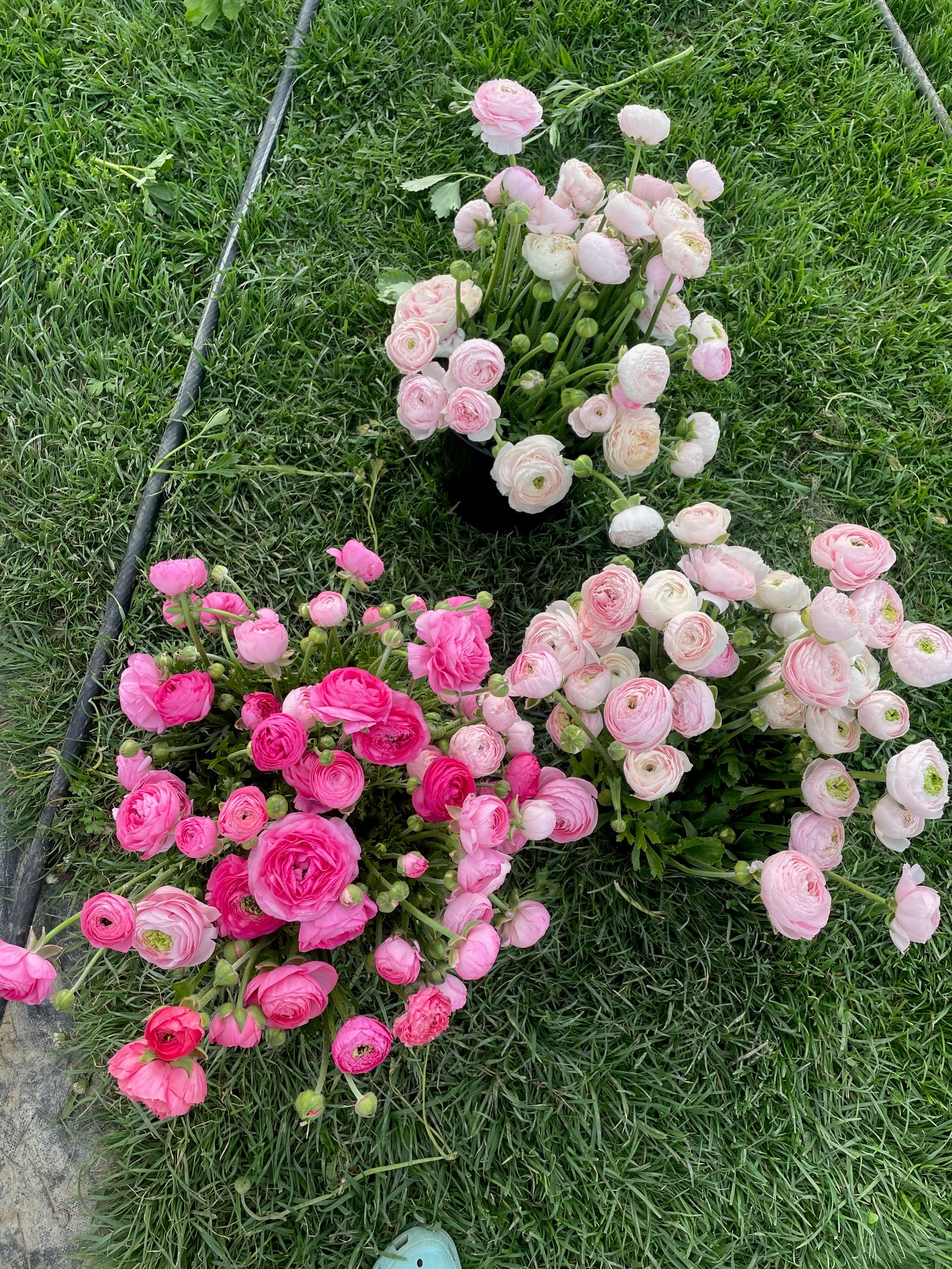 Spring Flower Club - 4 Weeks of Flowers!