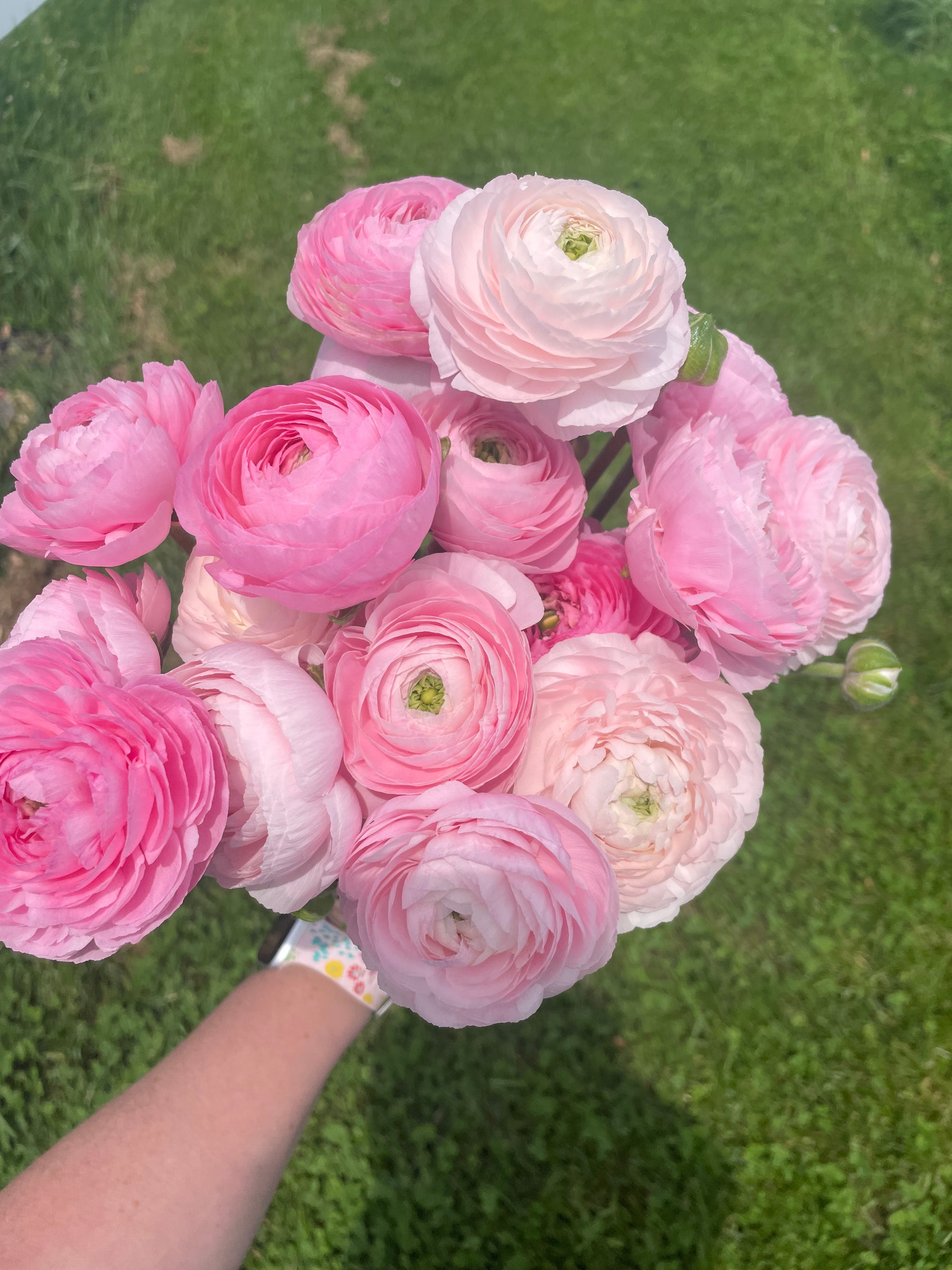 Ranunculus Corms (Amandine) - Fall Shipping
