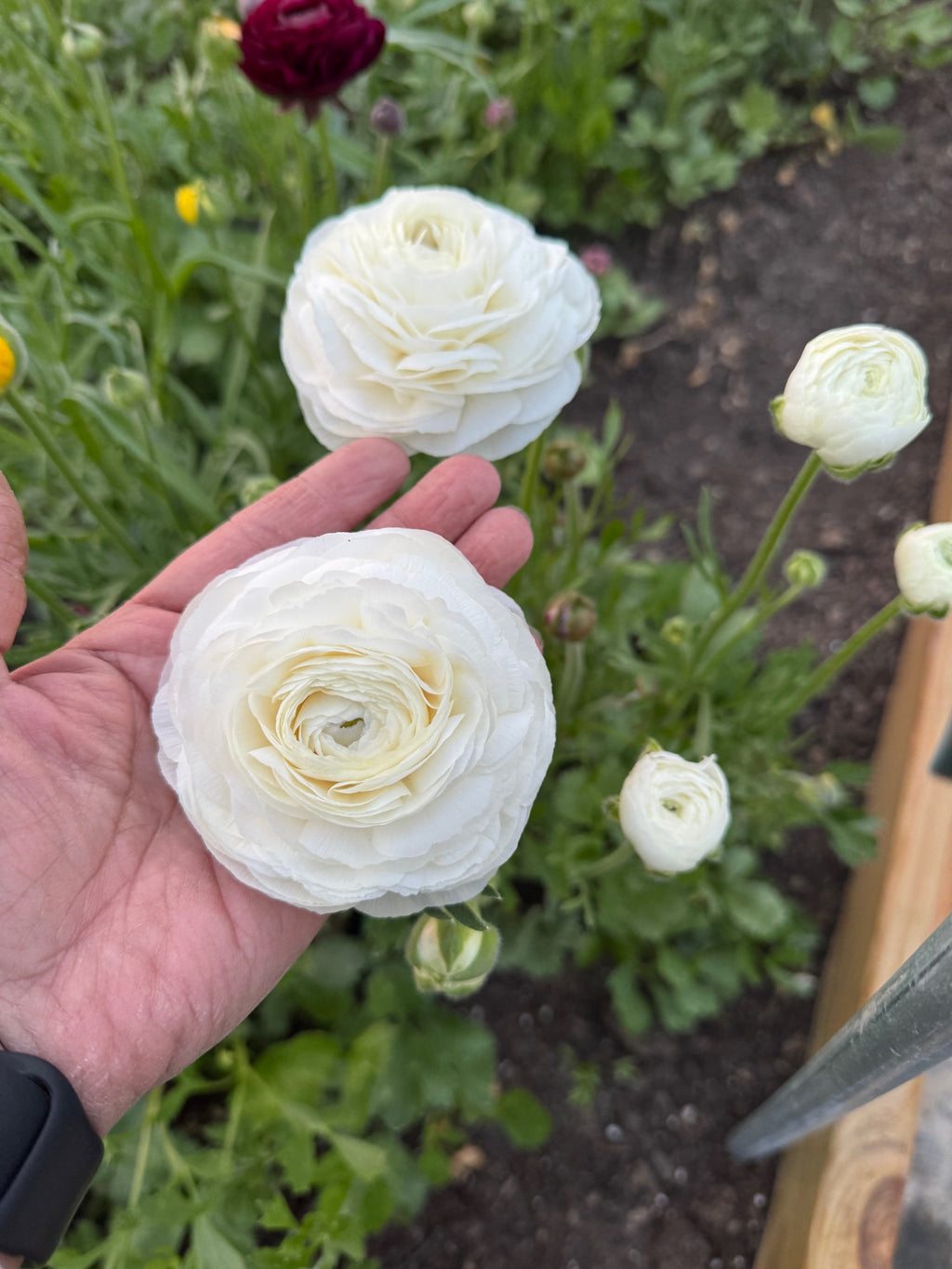 Ranunculus- 10 Corms (La Belle) - Fall Shipping