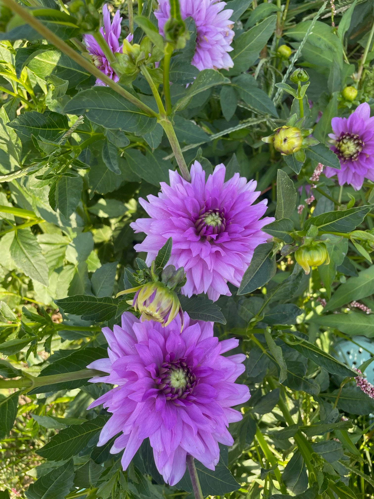Broken Maple Farm- Flower Farm in Trafalgar Indiana, Weddings, Nursery