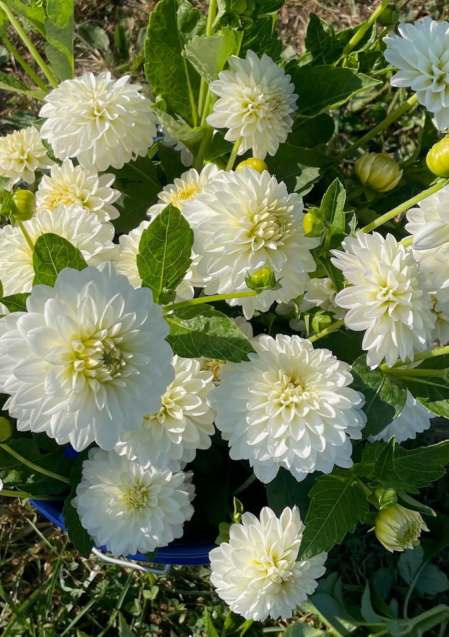 Snowcap