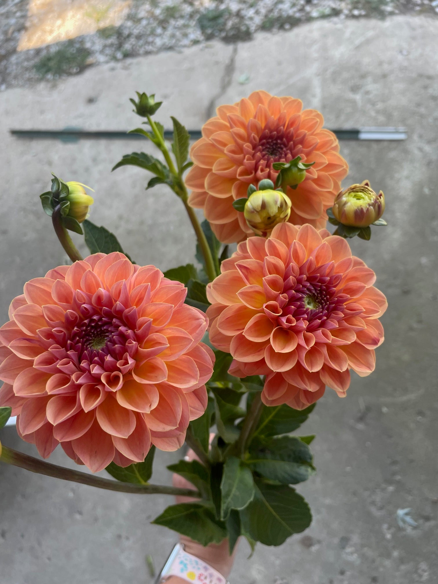 Orange Breeze
