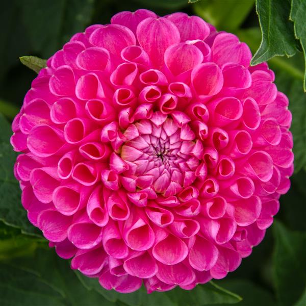 Jowey Frambo Dahlia Tuber Clump- Ball Type