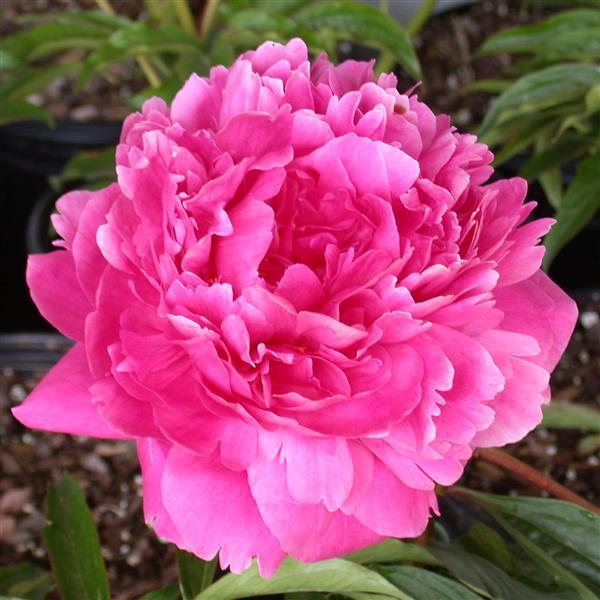 Peony Root Pre-Sale- Late October 2024 Pick Up or Shipping