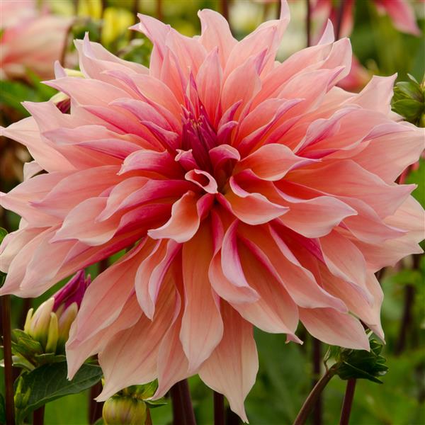 Labyrinth Dahlia Tuber Clump- Dinner Plate Type