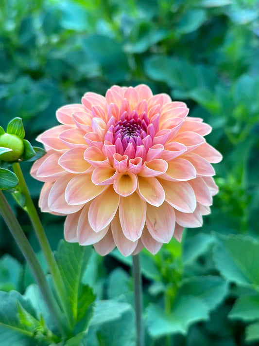 Orange Breeze Dahlia Tuber Clump- Deco Type