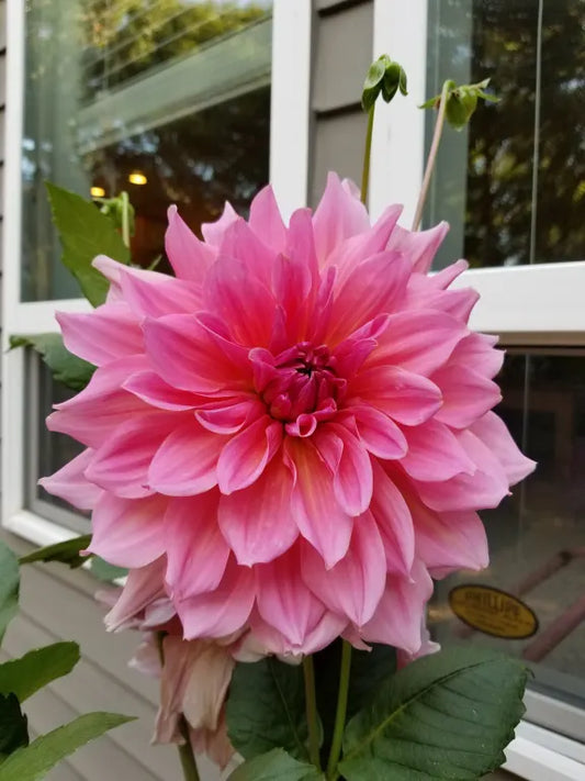 Otto's Thrill Dahlia Tuber Clump- Dinner Plate Type