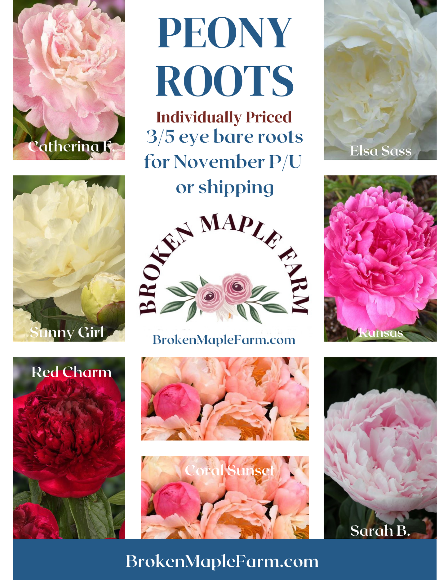 Peony Root Pre-Sale- Late October 2024 Pick Up or Shipping