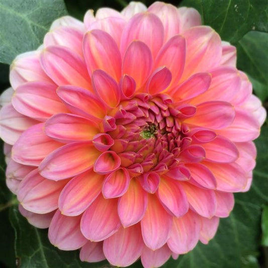 Pink Runner Dahlia Tuber Clump- Deco / Ball Type