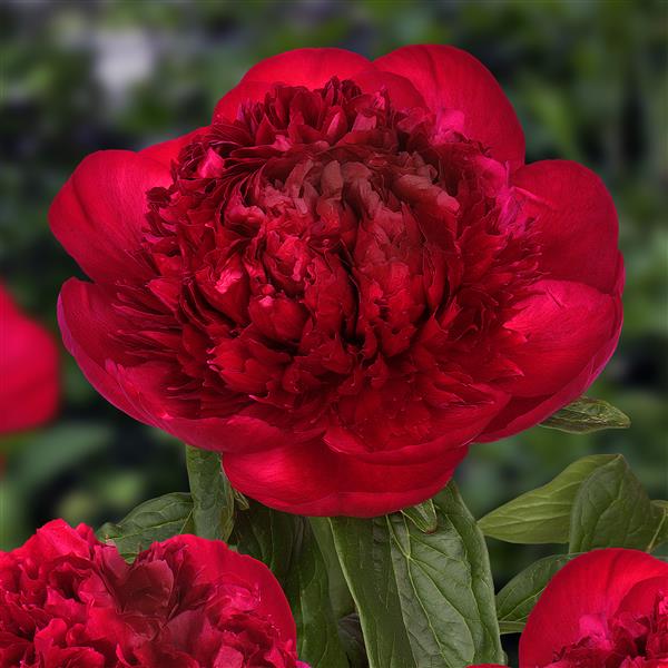 Peony Root Pre-Sale- Late October 2024 Pick Up or Shipping