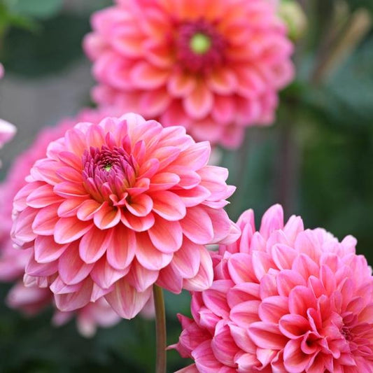 Salmon Runner Dahlia Tuber Clump- Deco / Ball Type