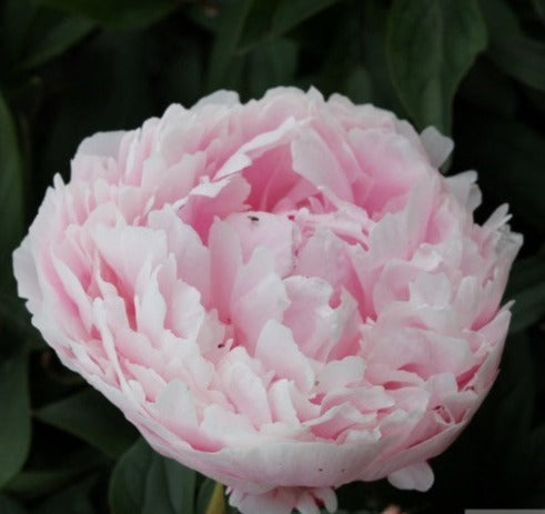 Peony Root Pre-Sale- Late October 2024 Pick Up or Shipping