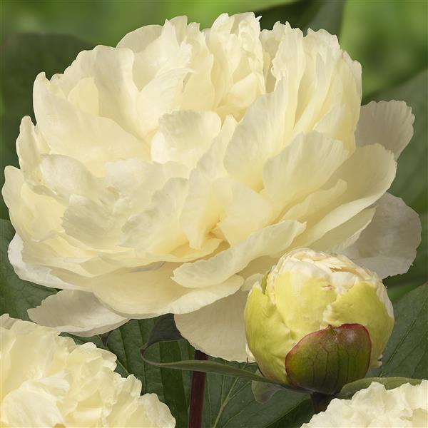 Peony Root Pre-Sale- Late October 2024 Pick Up or Shipping