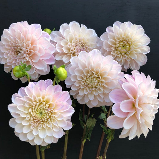 Sweet Nathalie Dahlia Tuber Clump- Deco Type