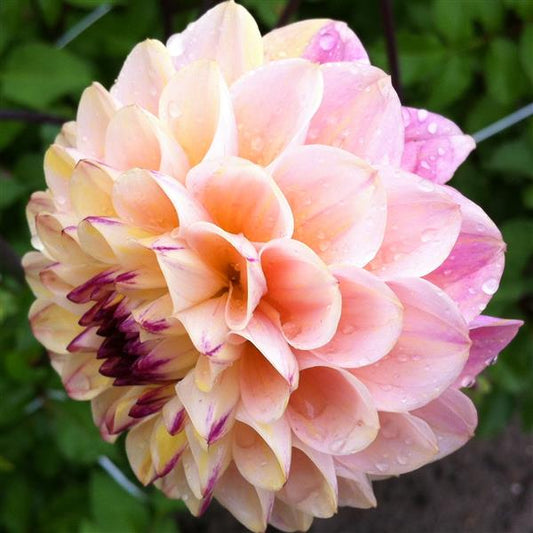 Wine Eyed Jill Dahlia Tuber Clump- Ball Type