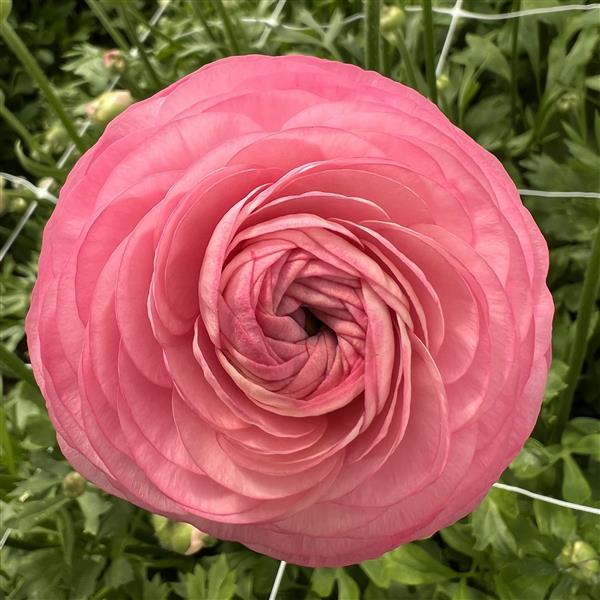 Ranunculus- 10 Corms (Amandine) - Fall Shipping