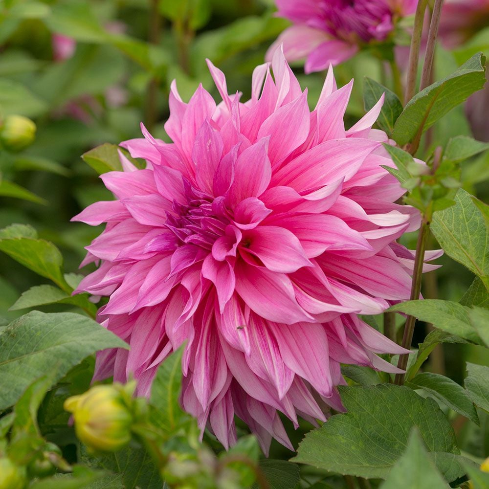 Cafe Au Lait Rose Dahlia Tuber Clump- Dinner Plate Type