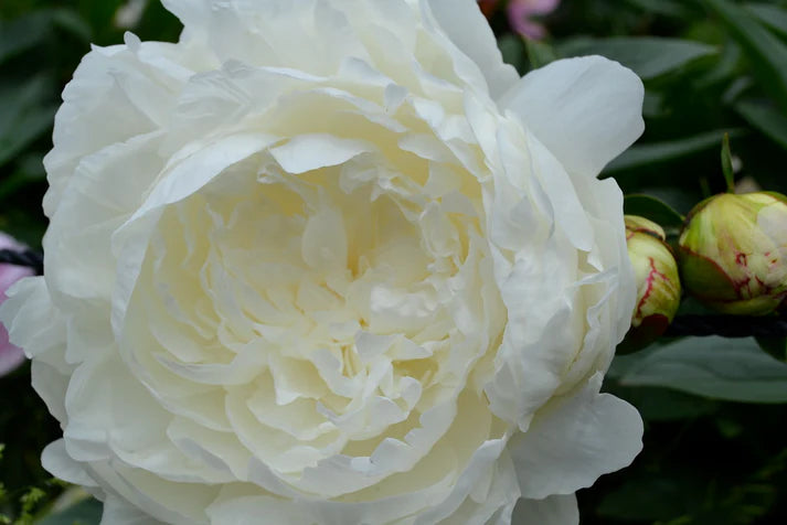 Peony Root Pre-Sale- Late October 2024 Pick Up or Shipping